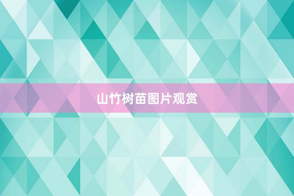 山竹树苗图片观赏