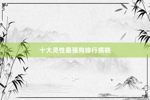 十大灵性最强狗排行揭晓